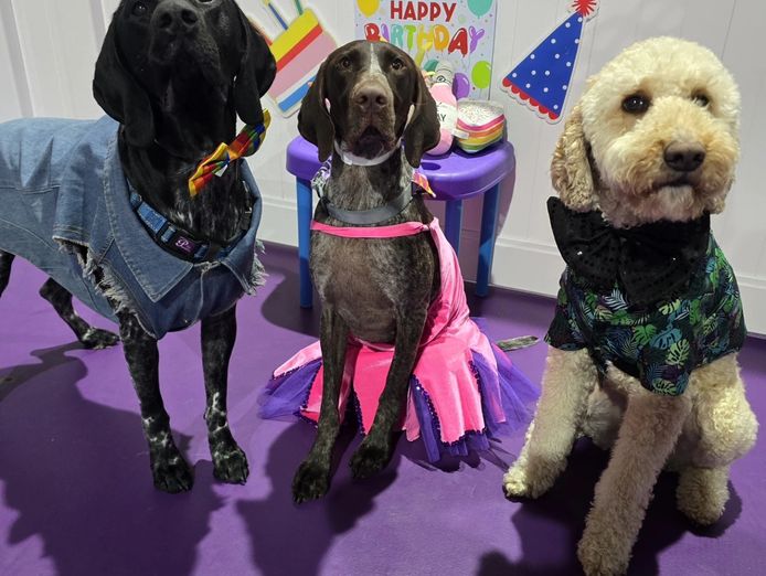 doggie-daycare-and-training-business-golden-grove-sa-0