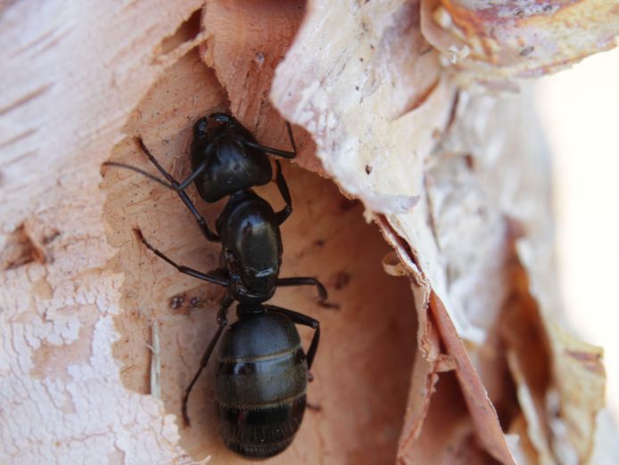 online-store-specialising-in-insects-bugs-for-pets-adelaide-sa-3