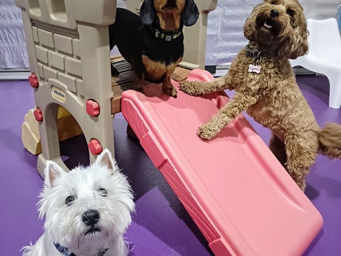 doggie-daycare-and-training-business-golden-grove-sa-3