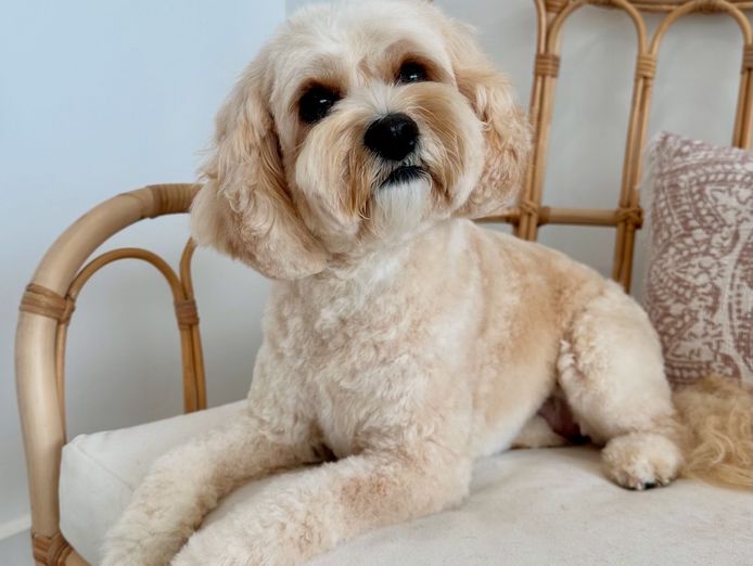 award-winning-dog-grooming-salon-and-boutique-north-brighton-sa-1