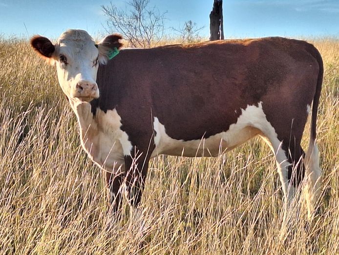 investment-opportunity-in-ethical-farmed-supply-chain-and-farming-property-4