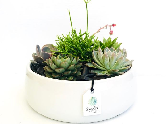 succulent-surprise-established-online-plant-store-and-gifting-brand-national-5
