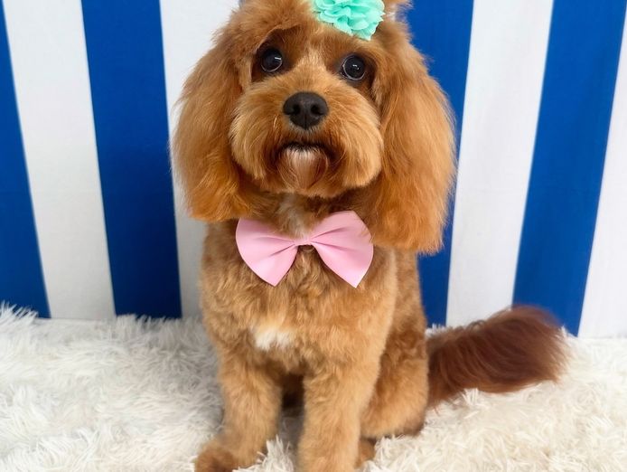 luxury-dog-grooming-salon-and-dog-daycare-centre-camden-nsw-4