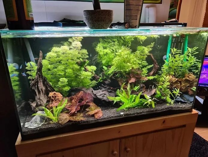 established-aquarium-maintenance-business-sydney-nsw-3