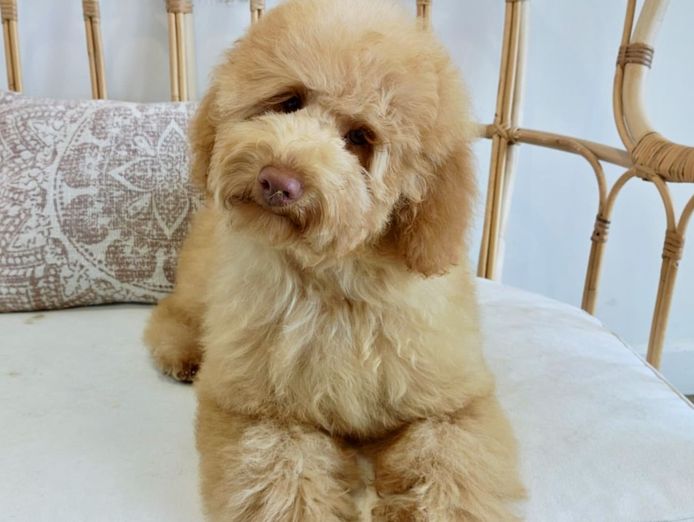 award-winning-dog-grooming-salon-and-boutique-north-brighton-sa-2