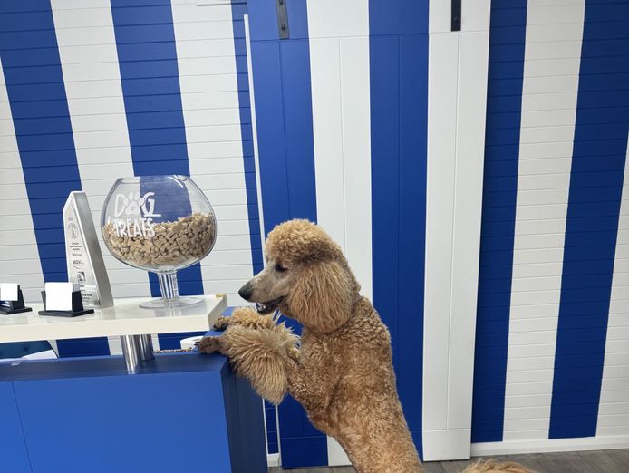 luxury-dog-grooming-salon-and-dog-daycare-centre-camden-nsw-3