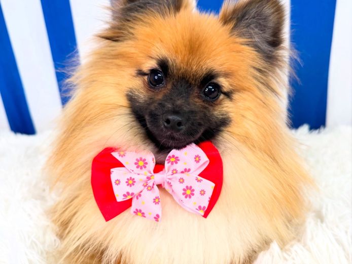 luxury-dog-grooming-salon-and-dog-daycare-centre-camden-nsw-0