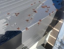 Franchise Opportunity – Pest Solutions (Sydney)