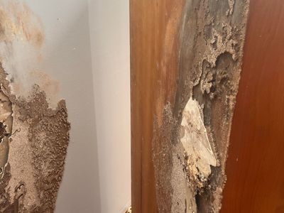 franchise-opportunity-pest-solutions-sydney-2