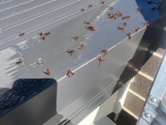 franchise-opportunity-pest-solutions-sydney-0