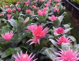 Plants, succulent and bromeliad nursery for sale