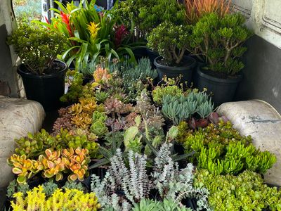 plants-succulent-and-bromeliad-nursery-for-sale-4
