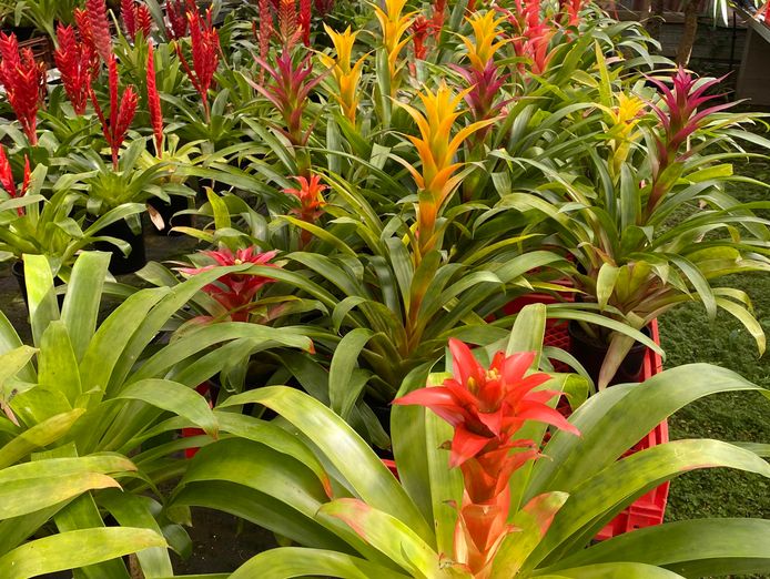 plants-succulent-and-bromeliad-nursery-for-sale-3