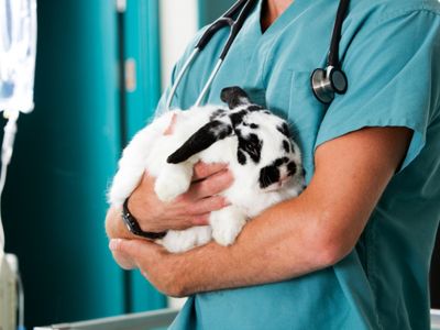 brilliant-opportunity-to-secure-a-respected-regional-vet-business-0
