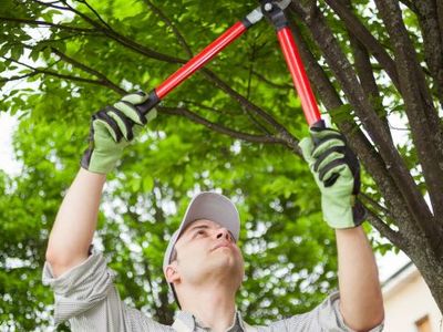 established-arborist-business-for-only-320k-includes-the-assets-valued-at-300k-1