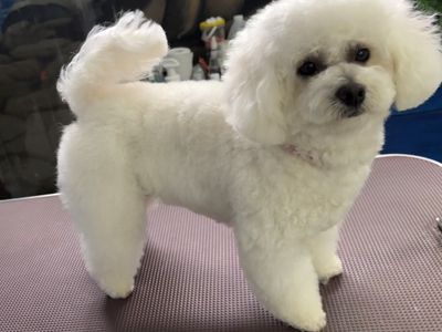 doggy-wellness-esperance-dream-dog-grooming-opportunity-make-an-offer-today-6