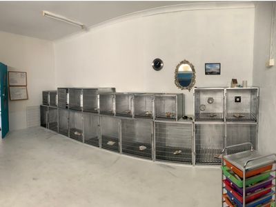 doggy-wellness-esperance-dream-dog-grooming-opportunity-make-an-offer-today-4