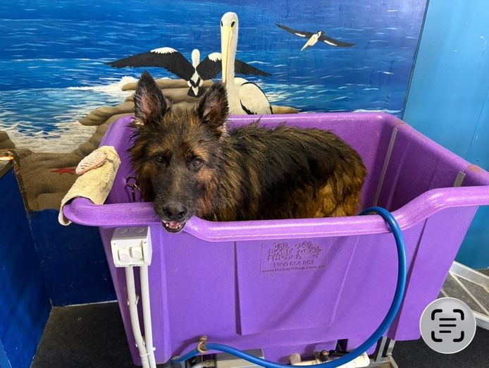 doggy-wellness-esperance-dream-dog-grooming-opportunity-make-an-offer-today-2