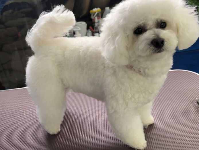 doggy-wellness-esperance-dream-dog-grooming-opportunity-make-an-offer-today-6
