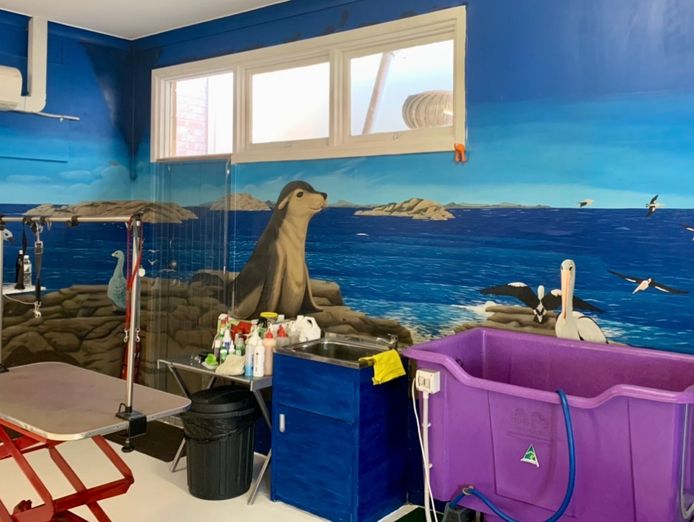 doggy-wellness-esperance-dream-dog-grooming-opportunity-make-an-offer-today-3