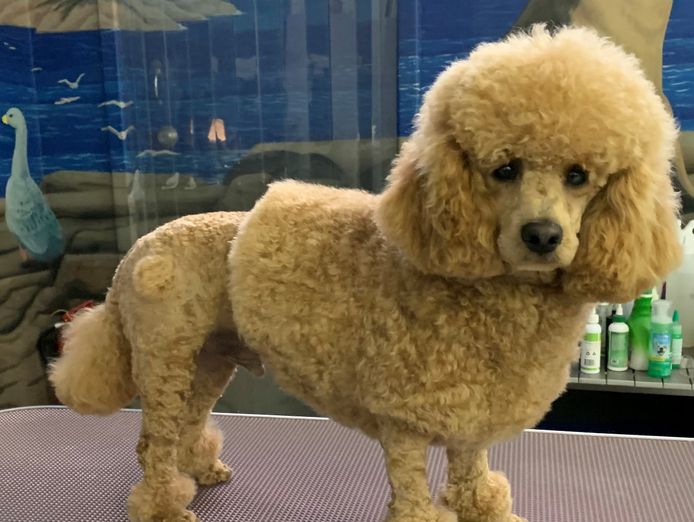 doggy-wellness-esperance-dream-dog-grooming-opportunity-make-an-offer-today-7