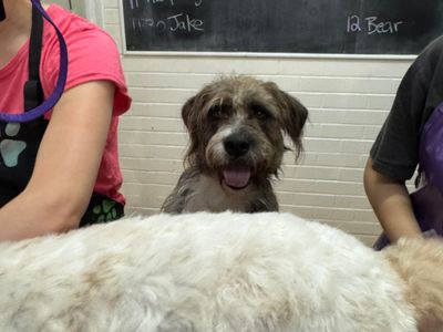 dog-grooming-salon-and-pet-retail-store-8