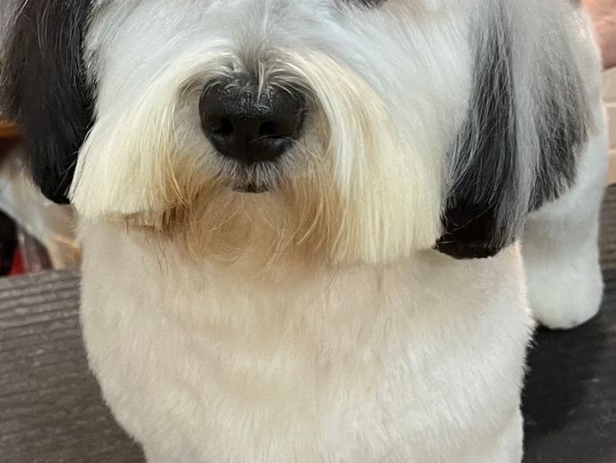 dog-grooming-salon-and-pet-retail-store-7