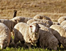 WOOL HANDLING INDUSTRY AND AGRICULTURAL TRAINING RTO FOR SALE IN NSW $1,800,000