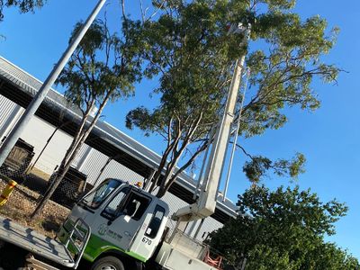 tree-services-vegetation-management-business-major-contract-strong-assets-2