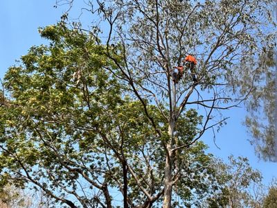 tree-services-vegetation-management-business-major-contract-strong-assets-5