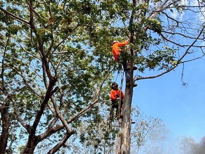 tree-services-vegetation-management-business-major-contract-strong-assets-4