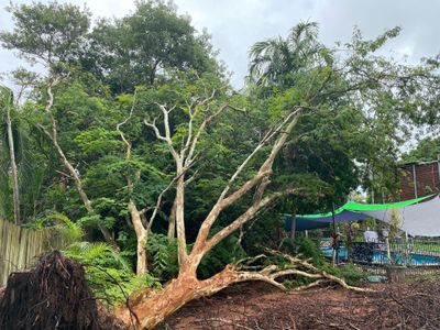 tree-services-vegetation-management-business-major-contract-strong-assets-1