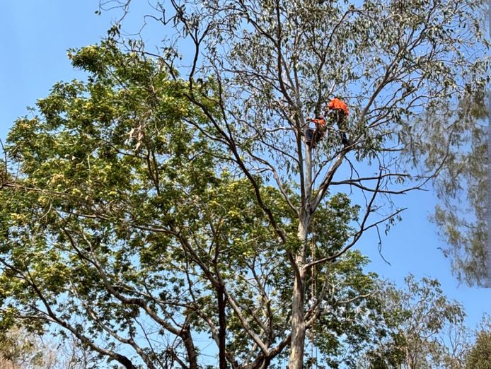 tree-services-vegetation-management-business-major-contract-strong-assets-5