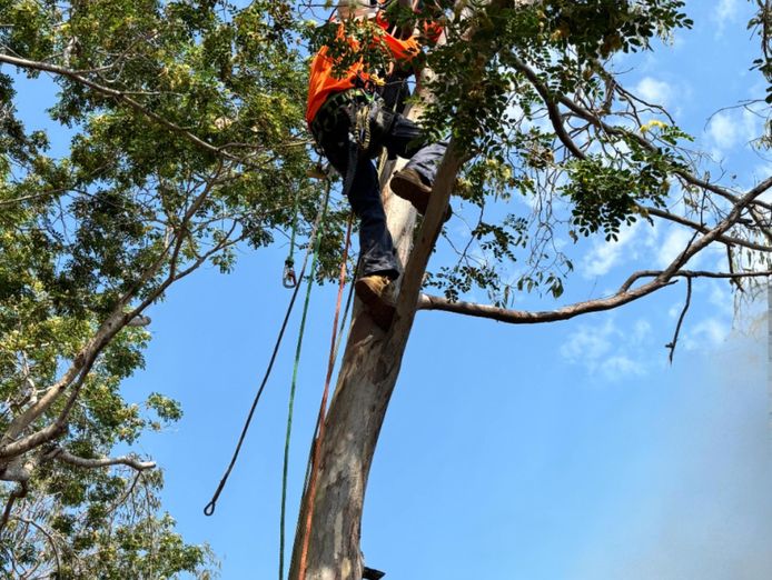 tree-services-vegetation-management-business-major-contract-strong-assets-6