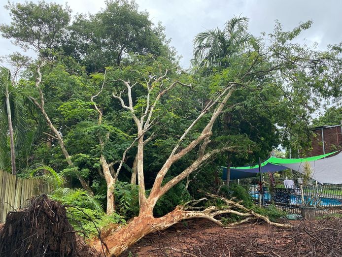 tree-services-vegetation-management-business-major-contract-strong-assets-1