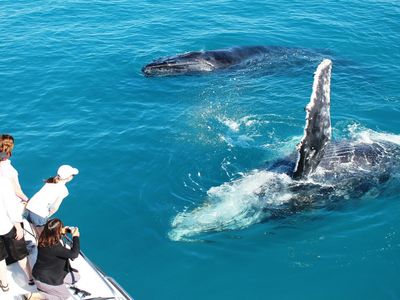 broome-whale-watching-2