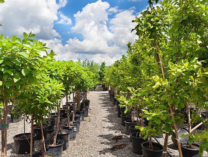 well-established-metro-nursery-business-0