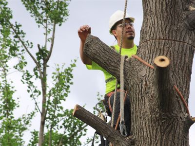 leading-b2b-tree-service-company-7