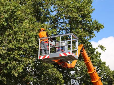 leading-b2b-tree-service-company-9