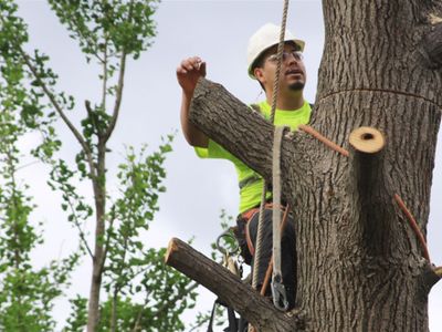 leading-b2b-tree-service-company-7