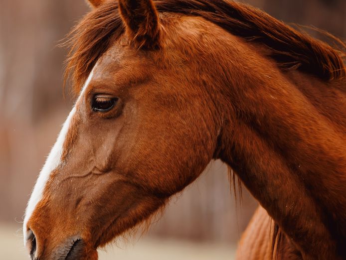 equine-focused-business-opportunity-with-global-potential-4