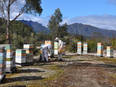 miellerie-honey-woodbridge-tasmania-1