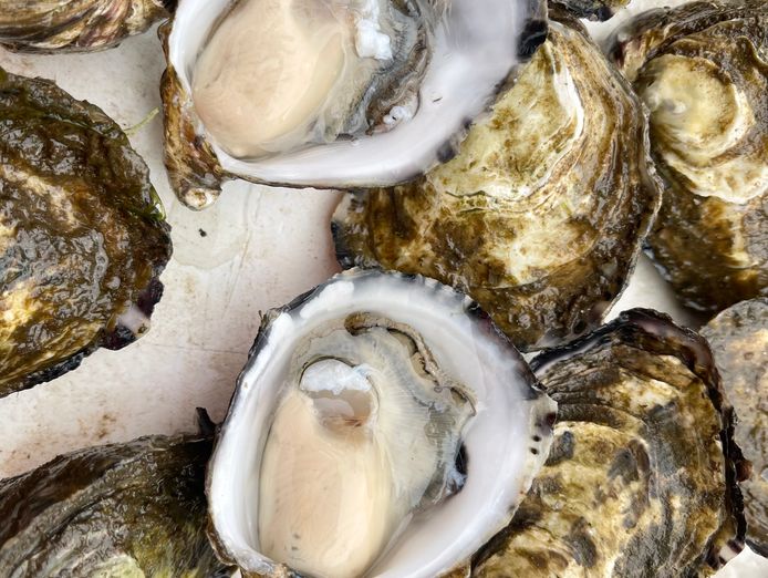 oyster-farm-in-southern-tasmania-for-sale-4
