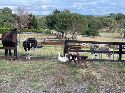 ndis-respite-care-service-in-farm-setting-with-an-excellent-reputation-8