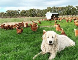 Pasture Raised Egg Business - need to own or have access to your 20acres of land