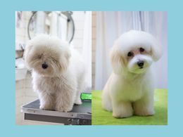 Unique Dog Grooming & Cafe Experience!