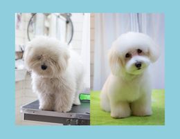 Unique Dog Grooming & Cafe Experience!