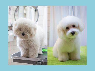 unique-dog-grooming-cafe-experience-0