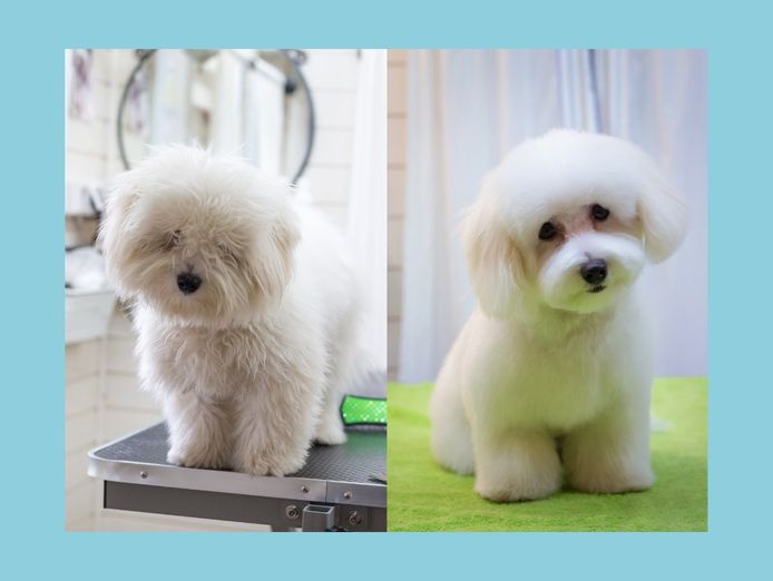 unique-dog-grooming-cafe-experience-0