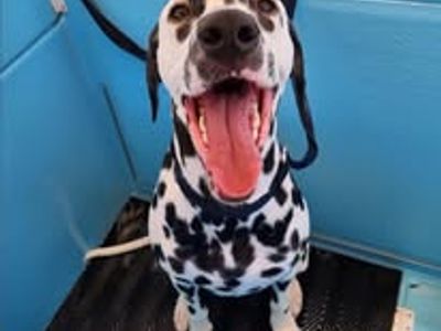 well-established-aussie-pooch-dog-wash-franchise-hillarys-7